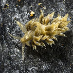 Noumeaella sp. N